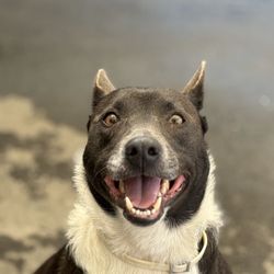 Riverwalk Pet Resort