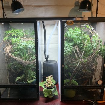 The Serpentarium - My cage set up for the male and female. Both kept in separate cages and a blinder in between - Pet Stores Near Me - Stockton, California The Serpentarium - My cage set up for the male and female. Both kept in separate cages and a blinder in between - Pet Stores Near Me - Stockton, California