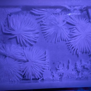 ICEBAR Orlando - Dance Clubs Near Me - Orlando, Florida