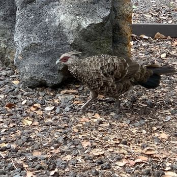 Volcano Winery - Fowl at the winery - Wineries Near Me - Volcano, Hawaii Volcano Winery - Fowl at the winery - Wineries Near Me - Volcano, Hawaii
