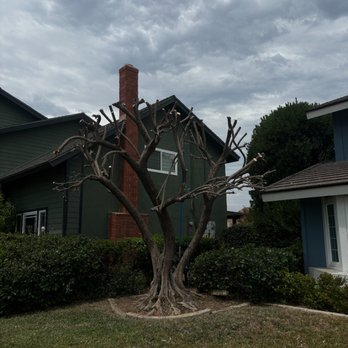 Valencia's Tree Service - Tree Services Near Me