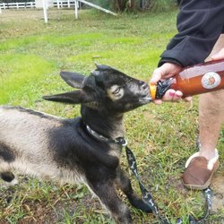 Natural Springs Farm Kombucha