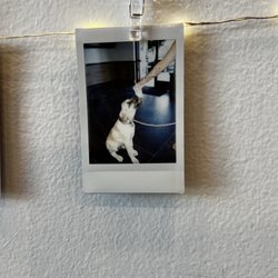 The Boba Nook - Reign loves the Boba Nook!