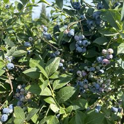 Mahal Berry Farms