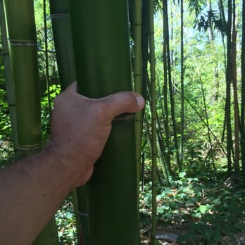 Jade Mountain Nursery - Bamboo, 40ft high and as thick as my wrist. - Nurseries & Gardening Near Me - Tacoma, Washington Jade Mountain Nursery - Bamboo, 40ft high and as thick as my wrist. - Nurseries & Gardening Near Me - Tacoma, Washington