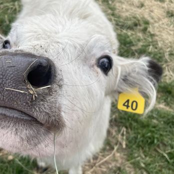 Goats of Glacier - That face! - Petting Zoos Near Me - Coram, Montana Goats of Glacier - That face! - Petting Zoos Near Me - Coram, Montana