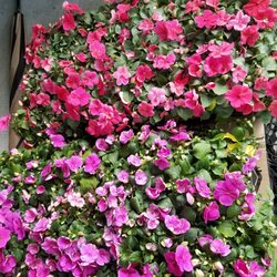 Vennix Greenhouse - So healthy and so many buds on these impatients