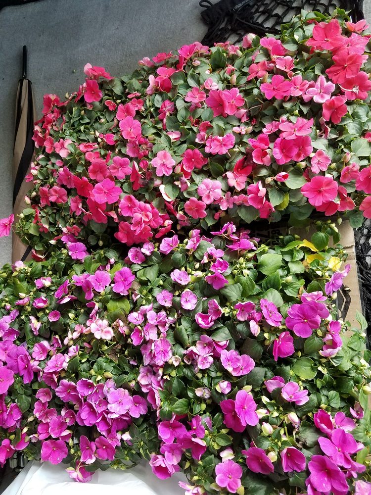 VENNIX GREENHOUSE Updated September 2024 1175 W Ridge Rd