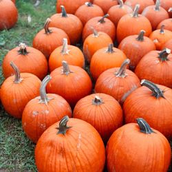 Pumpkin
