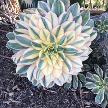 The Flower Fields - Venues & Event Spaces Near Me - Carlsbad, California