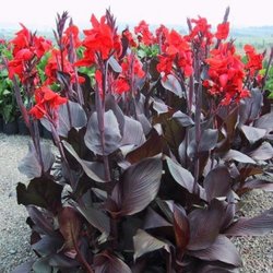 Goodman Gardens - Black Tropicana Canna Lillies
