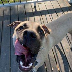 Cadence Canine Care