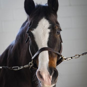 Equest - Horseback Riding Near Me - Dallas, Texas Equest - Horseback Riding Near Me - Dallas, Texas