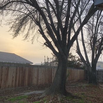 Travis Tree Service - Before picture - Tree Services Near Me - Fresno, California Travis Tree Service - Before picture - Tree Services Near Me - Fresno, California