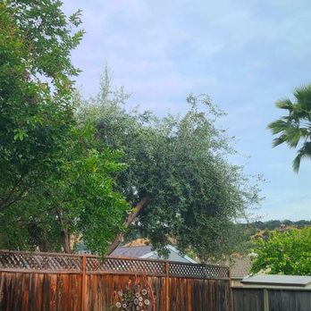 Golden Tree Company - After. - Tree Services Near Me - San Jose, California Golden Tree Company - After. - Tree Services Near Me - San Jose, California