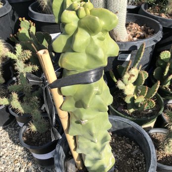 Armstrong Garden Centers - Love the weird things that grow - Nurseries & Gardening Near Me - Claremont, California Armstrong Garden Centers - Love the weird things that grow - Nurseries & Gardening Near Me - Claremont, California