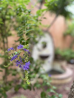 Royal Palms Resort and Spa -The Unbound Collection by Hyatt by null