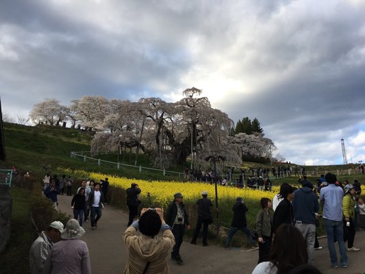 Miharu Takizakura by null