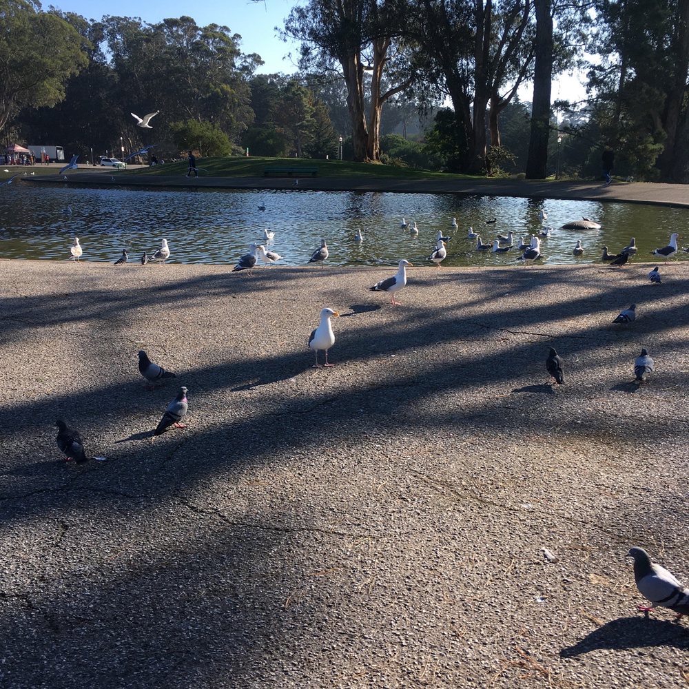 Spreckels Lake - My my my my - Lakes Near Me - San Francisco, California Spreckels Lake - My my my my - Lakes Near Me - San Francisco, California