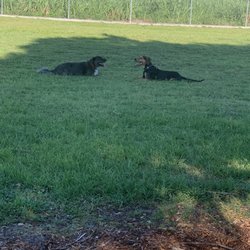 17th Street Dog Park - Berry loves this park