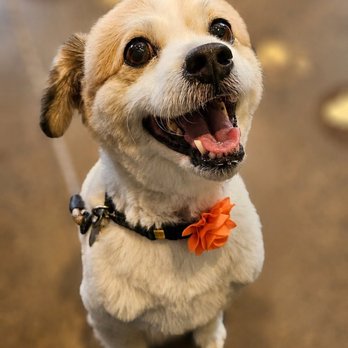 Paws & Effect Pet Spa - Post-groom smiles! - Pet Groomers Near Me - Santa Monica, California Paws & Effect Pet Spa - Post-groom smiles! - Pet Groomers Near Me - Santa Monica, California
