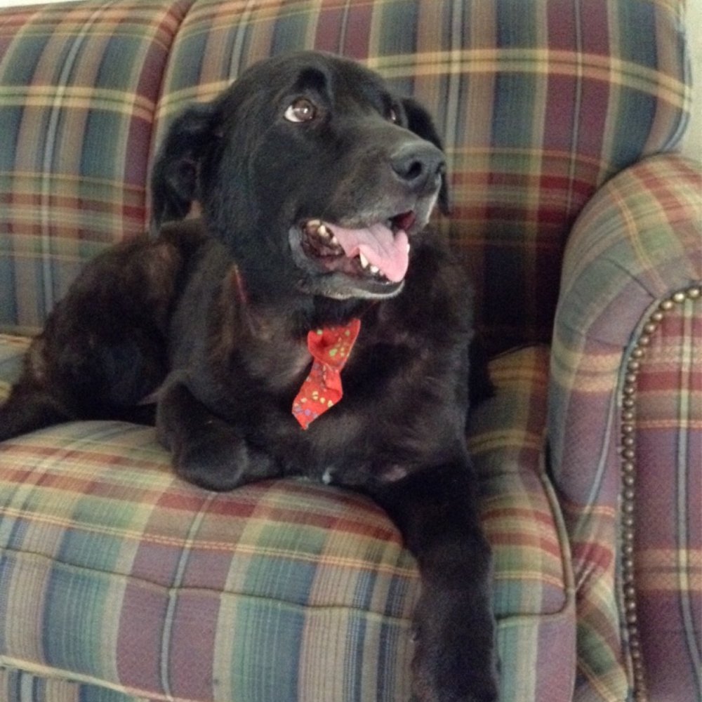 Pawsitive Karma - As you can see my Emma's happy.  The staff are excellent. - Pet Stores Near Me - Castro Valley, California