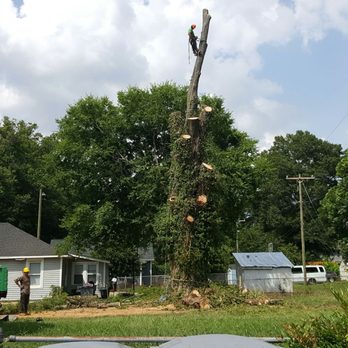 Alex's Tree Service - Tree Services Near Me Alex's Tree Service - Tree Services Near Me
