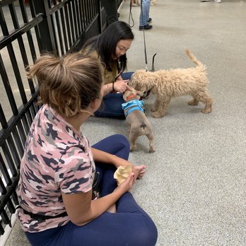 Karma Dog Training - Making new furriends... - Dog Walkers Near Me - Long Beach, California Karma Dog Training - Making new furriends... - Dog Walkers Near Me - Long Beach, California