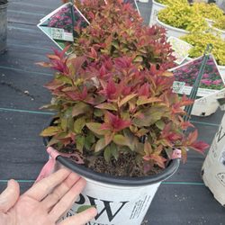Jung Garden Centers - Hurrah!!