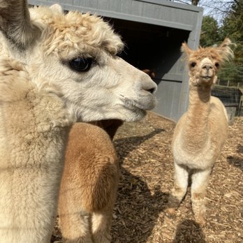 Lilymoore Alpaca Farm - Attraction Farms Near Me - Pleasant Valley, New York Lilymoore Alpaca Farm - Attraction Farms Near Me - Pleasant Valley, New York