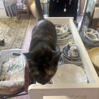 Caring About The Strays - Thrift Stores Near Me - Westwood, New Jersey Caring About The Strays - Thrift Stores Near Me - Westwood, New Jersey