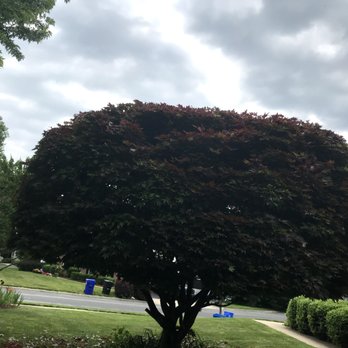 Tino Landscaping - pruning tree - Landscaping Near Me - Thurmont, Maryland Tino Landscaping - pruning tree - Landscaping Near Me - Thurmont, Maryland