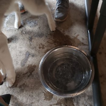 Grump's Cafe - Crofton - Water bowl for dogs - Breakfast & Brunch Near Me - Gambrills, Maryland Grump's Cafe - Crofton - Water bowl for dogs - Breakfast & Brunch Near Me - Gambrills, Maryland