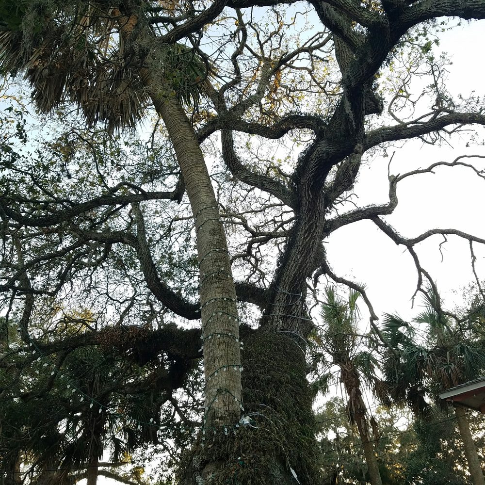 A Ghostly Encounter - The love tree... if you look closely it is a palm tree being hugged by an oak tree - Walking Tours Near Me - St Augustine, Florida A Ghostly Encounter - The love tree... if you look closely it is a palm tree being hugged by an oak tree - Walking Tours Near Me - St Augustine, Florida