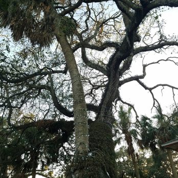 A Ghostly Encounter - The love tree... if you look closely it is a palm tree being hugged by an oak tree - Walking Tours Near Me - St Augustine, Florida