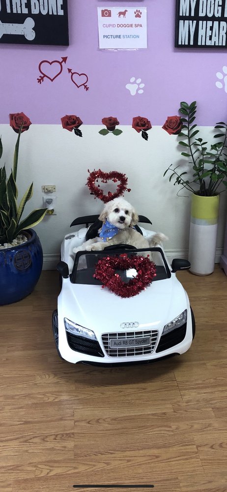 cupid doggie spa