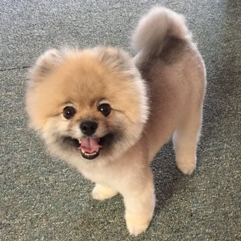 Monique's Paw Small Dog Grooming - Dog pic - Pet Groomers Near Me - Lodi, California