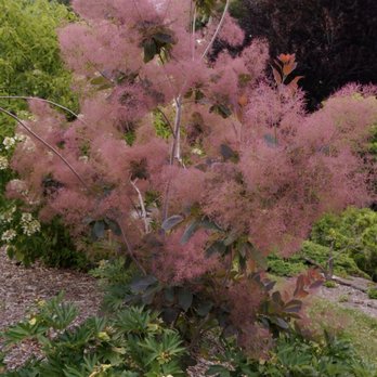 Arnold Arboretum - Parks Near Me - Boston, Massachusetts