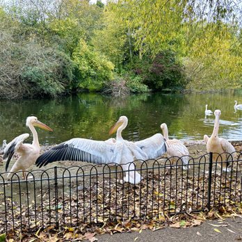 St James's Park - St James's Park, London_Yelp_Sanju-14 - Parks Near Me St James's Park - St James's Park, London_Yelp_Sanju-14 - Parks Near Me