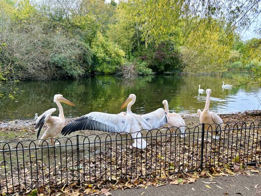 St James's Park by null