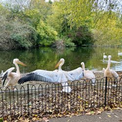 St James's Park - St James's Park, London_Yelp_Sanju-14