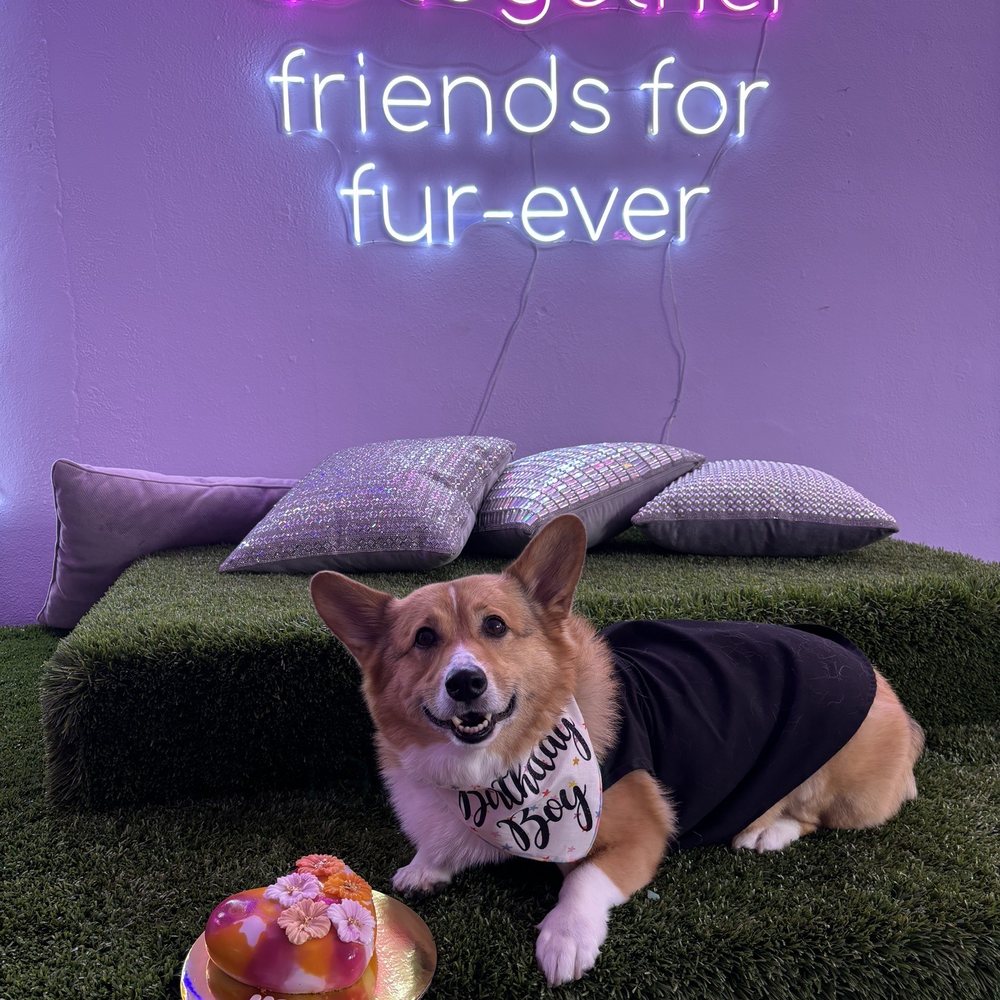 Mishka - Pet Stores Near Me - San Francisco, California