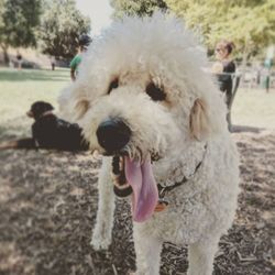 Dog parks are her favorite