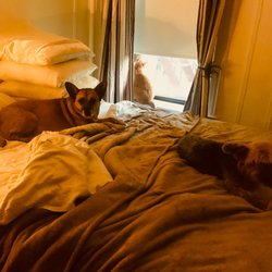 Woofs 'n Purrs - Foxy, Luckie and Max just getting up from a great nite of sleep