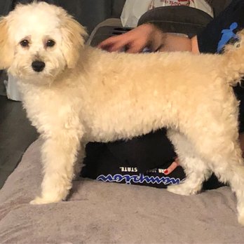 Gina's Clean & Cozy Petcare - After AMAZING TRANSFORMATION - Pet Groomers Near Me - Castro Valley, California Gina's Clean & Cozy Petcare - After AMAZING TRANSFORMATION - Pet Groomers Near Me - Castro Valley, California
