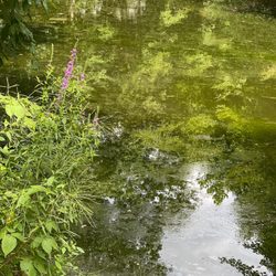 Kathryn Gorman Ponds Park