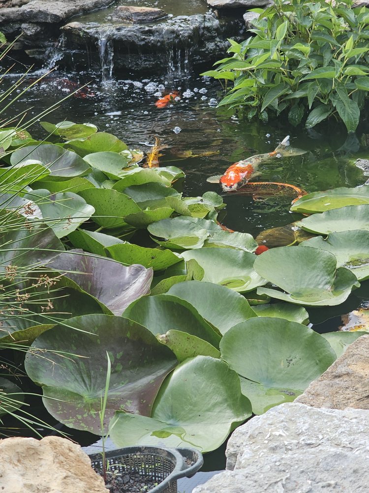 Great Koi Gasp In The Highlands - koi in Louisville, KY