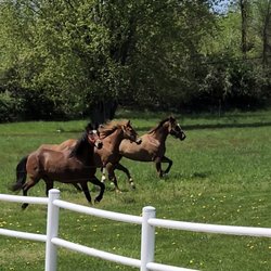 Family Farm and Home - Horse feed