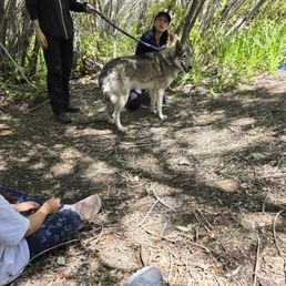 One of the wolf we got to interact with. One of the wolf we got to interact with.