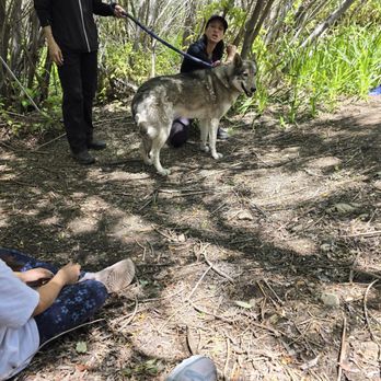 Wolf Connection - One of the wolf we got to interact with. - Community Service/Non-Profit Near Me Wolf Connection - One of the wolf we got to interact with. - Community Service/Non-Profit Near Me